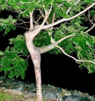 Anche gli alberi hanno un'anima