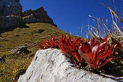 Cresce il fuoco sul sasso - ed è vita - sempre!