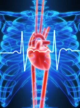 I tuoi battiti cardiaci