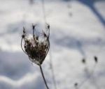 Il silenzio è trafitto