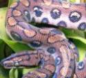 Gelosia