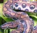 Gelosia