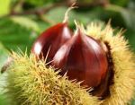 Autunno