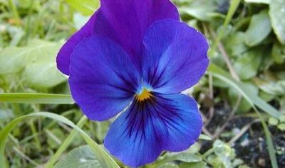 Per una Viola