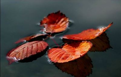 La poesia che non c'�  