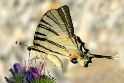 Una farfalla