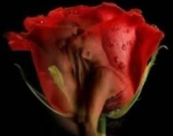 La Rosa e l'Amore