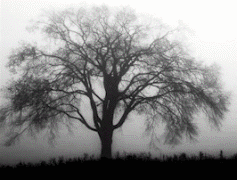 Illusione