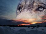 Quel briciolo d'umanit�  