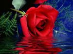 Rosa di sale