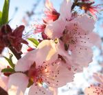 Fiori di pesco