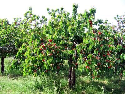 Il giardino di mia madre