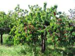 Il giardino di mia madre