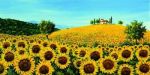 Girasoli