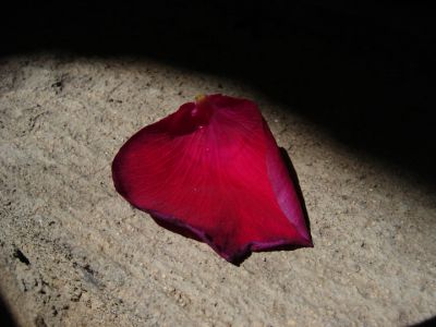 L'ultimo petalo