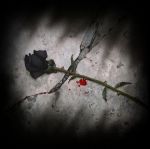 Ultime raccomandazioni prima di morire (Sopruso n°3)
