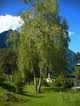 Albero indifeso
