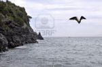 Corre il gabbiano