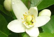 Dai candidi fiori