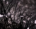 Like a firefly into the mist