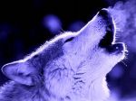 Gloomy weeping wolves  