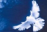 Spirito di pace