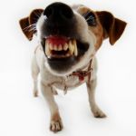 Perché diffido dagli animali