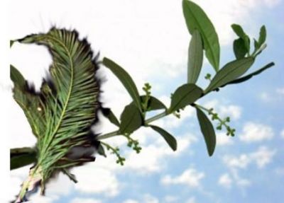 Domenica delle palme con pap� Francesco