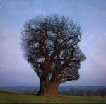 Dove il primo sole scioglie le viole  