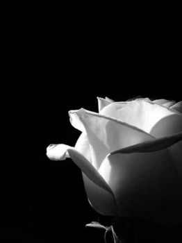 L'amore di quell'amore