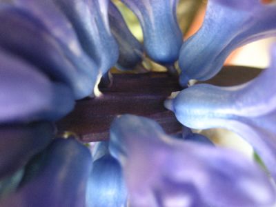 Fiore