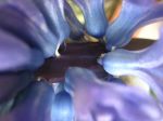 Fiore