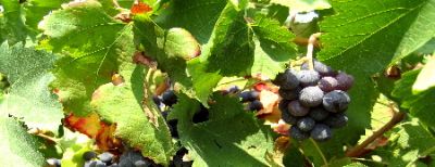 Settembre