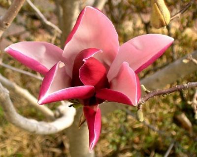 Magnolia
