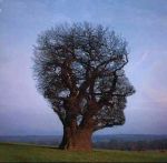 L'albero di Smyrna  