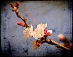 Fiori di mandorlo