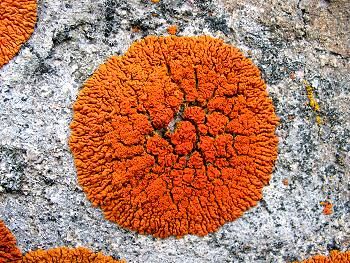 Licheni