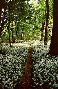 Sussurri di bosco