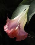 Fiori Diversi