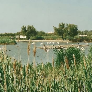 Camargue