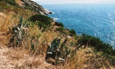 L�agave