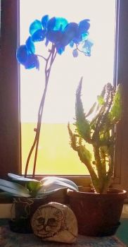 Blue orchidea