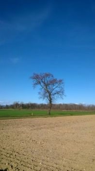 La tua voce è un campo arato