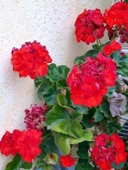 Geranio rosso