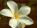 Sei in un fiore