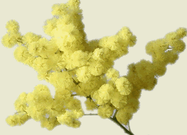 Una mimosa