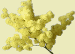 Una mimosa