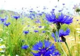 Ancora primavera  