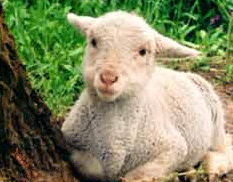 E' Pasqua