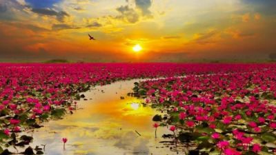 Navigando in un mare rosa
